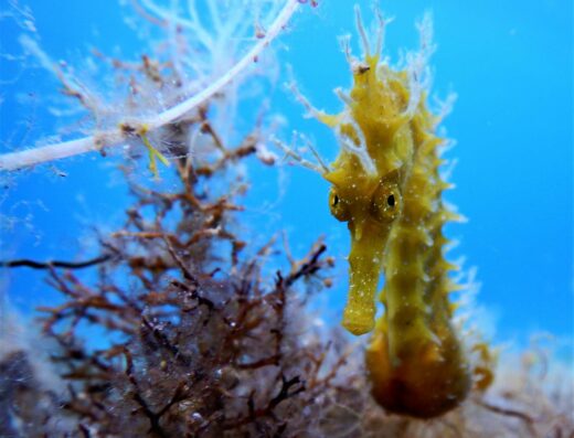 Mykonos Dive center gallery - Seahorse underwater marine life